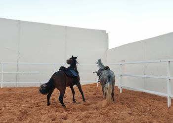 شاليه بمسطح اخضر وجلسة خارجية