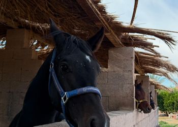 كوخ بغرفة نوم وإطلالة مميزة