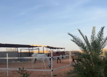 مزرعة ببيت شعر وأجواء ممتعة 