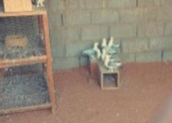 مزرعة بجلسات خارجية و ألعاب اطفال 