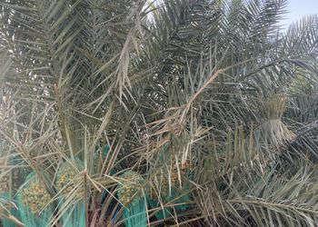 مزرعة ببيت شعر وأجواء ممتعة 