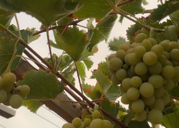 مزرعة بأجواء هادئة وطبيعة خلابة