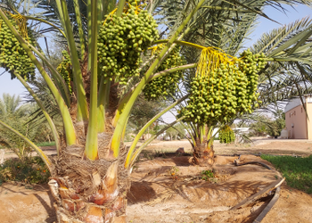مزرعة بطراز شعبي وملحق خارجي