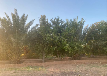 مزرعة بمسطحات خضراء وبيت شعر