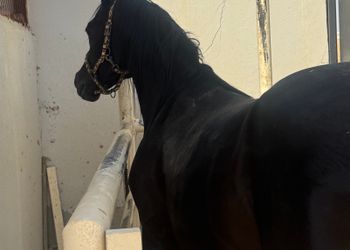 استراحة باسطبل خيل وصالة جلوس