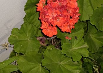 استراحة بمسبح داخلي وأجواء ممتعة 