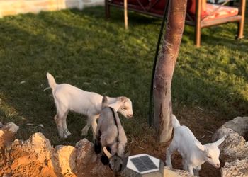 استراحة بجلسات خارجية ومسطح اخضر