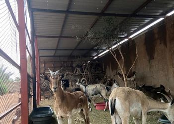 مزرعة بمسطحات خضراء وأجواء ممتعة