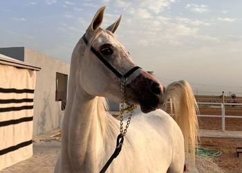 استراحة ببيت شعر واسطبل خيل