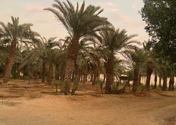 مزرعة قسمين بمجالس واسعة للهدوء 