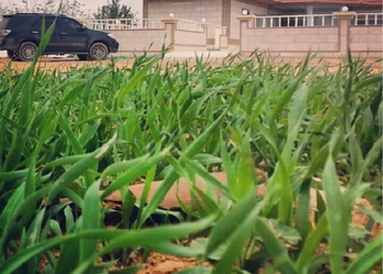 مزرعة بمسطحات خضراء وبيت شعر