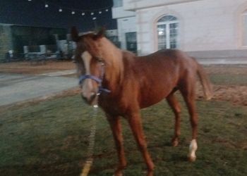 استراحة باسطبل خيل وصالة جلوس