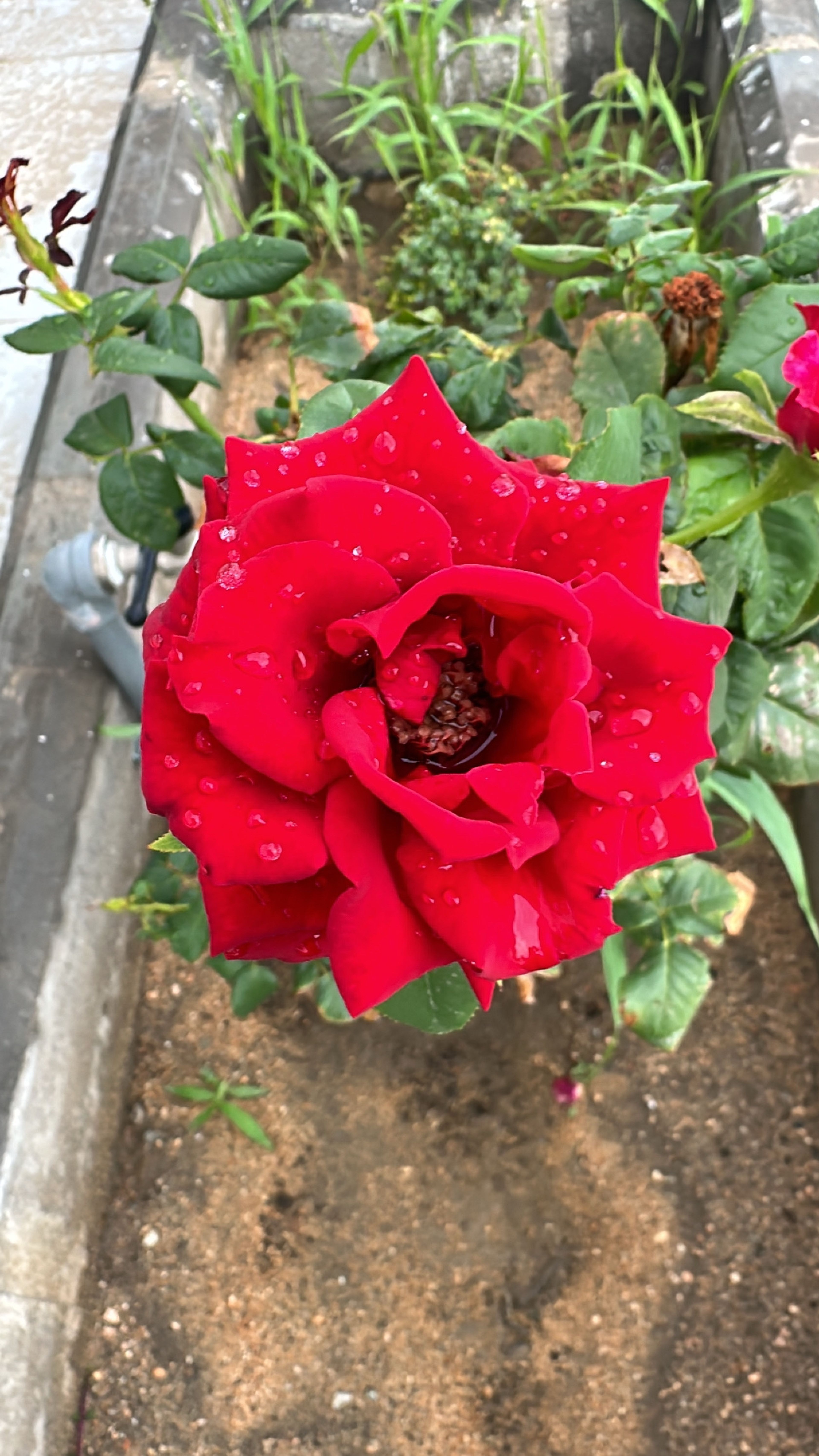 https://img.gathern.co/1400x0/1/XYDiVal9-YTGnPKTDyOuJ8cIw_eDF487.jpg