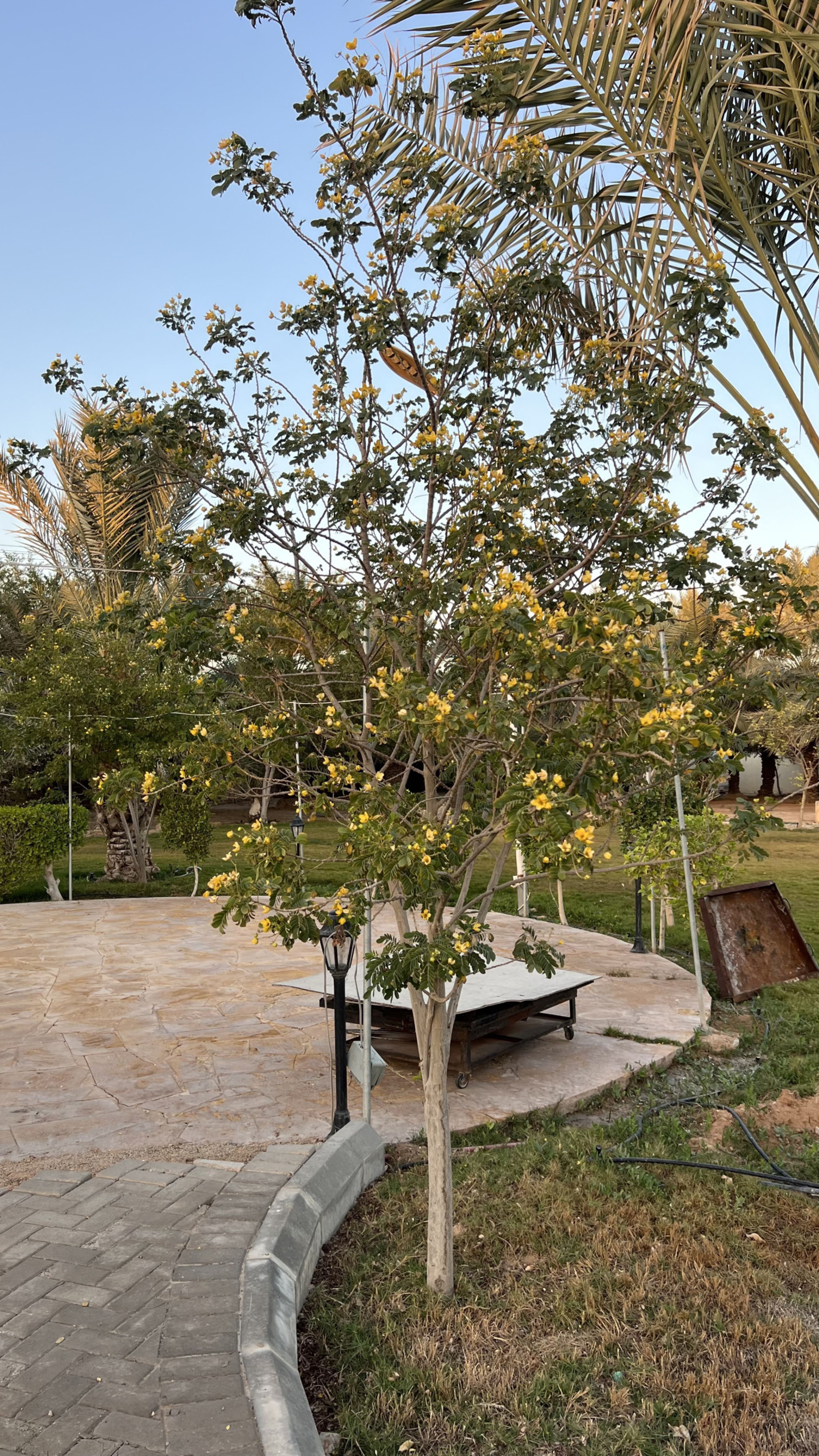 https://img.gathern.co/1400x0/1/skUvNxNcx2Q2OttNQvpKemGkOubIm97k.jpg